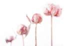 4 Peonies Art Print