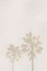 Beige Palms Landscape Print