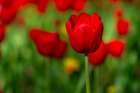 Red Tulips Art Print