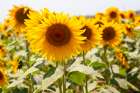 Sunflowers On A Sunny Day Art Print