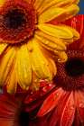 Gerbera Flowers And Water Drops Art Print