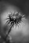 Prickly Desert Plant Art Print