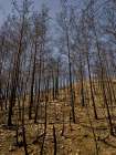 Burnt Trees In The Forest Art Print