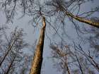 Burnt Trees And Sky Background Art Print
