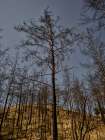 Image Of A Forest After A Fire Art Print