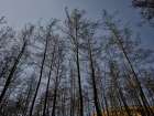 Image Of A Forest After A Fire Art Print