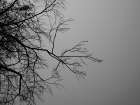 Tree Branch And Sky Landscape Print