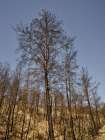 Burnt Trees And Sky Background Art Print