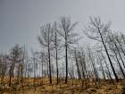 Burnt Trees And Sky Background Art Print
