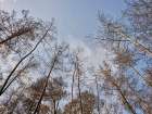 Image Of A Forest After A Fire Art Print