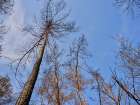 Burnt Trees And Sky Background Art Print