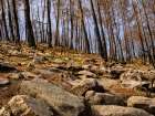 Burnt Trees In The Forest Art Print