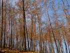 Burnt Trees And Sky Background Art Print