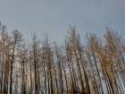 Image Of A Forest After A Fire Art Print