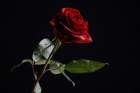 Red Rose Art Print