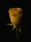 Yellow Rose Art Print
