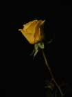 Yellow Rose Art Print