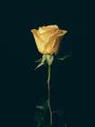 Yellow Rose Art Print