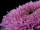 Beautiful Pink Flower Art Print