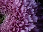 Beautiful Pink Flower Art Print
