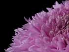 Beautiful Pink Flower Art Print