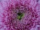 Beautiful Pink Flower Art Print