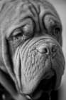 Dog Portrait Art Print