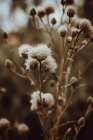 Low Light Nature No 5 Art Print