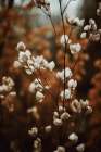 Low Light Nature No 3 Art Print