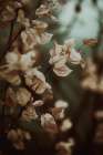 Low Light Nature No 2 Art Print