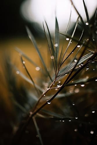 Wild Herb Art Print