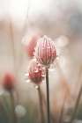 Pastel Nature Macro No 5 Art Print