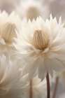Pastel Nature Macro No6 Art Print