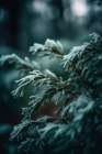 Winter Impressions No 1 Landscape Print