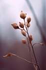 Nature Impressions No 2 Art Print