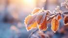 Winter Impressions No 10 Art Print