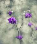 . Art Print