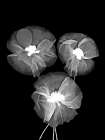 Black And White Delicate Flowers Art Print
