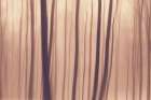 Trees In Forest 9 Art Print