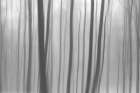 Trees In Forest 8 Art Print
