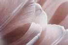 Pink Macro Flower Photo 1 Art Print