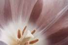Pink Macro Flower Photo Art Print