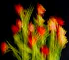 Impressionist Flowers Art Print