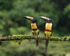 Collared Aracaris In The Rains Art Print