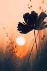 Before Sunset No1 Art Print