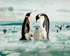 Emperor Penguin Family Art Print
