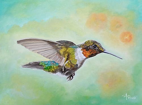 Motley Flying Hummer Animaux reproduction