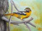 Baltimore Oriole Art Print