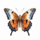 Butterfly 25 Art Print
