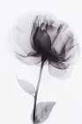 X Ray 3 Art Print